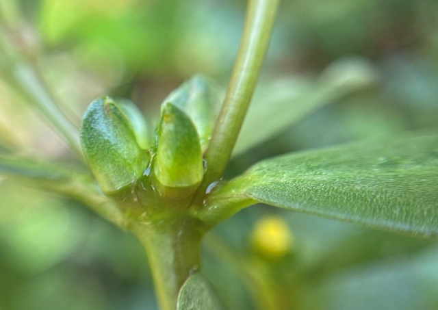 Phát minh "như khoa học viễn tưởng" này có thể rung chuyển ngành hàng không toàn cầu - Ảnh 2.