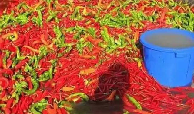 Nghe như đùa: Ao cá tại Trung Quốc được cho ăn 5 tấn ớt mỗi ngày, điểm lạ chỉ lộ ra khi thu hoạch - Ảnh 3.