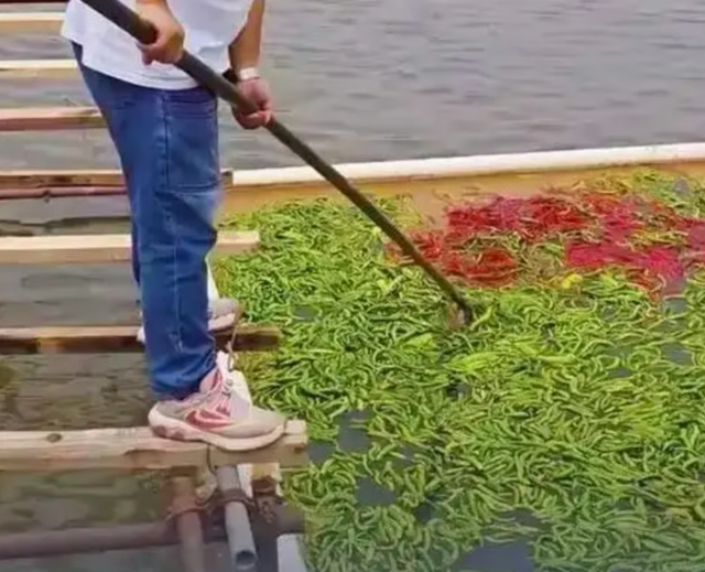 Nghe như đùa: Ao cá tại Trung Quốc được cho ăn 5 tấn ớt mỗi ngày, điểm lạ chỉ lộ ra khi thu hoạch - Ảnh 2.
