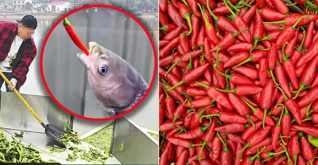 Nghe như đùa: Ao cá tại Trung Quốc được cho ăn 5 tấn ớt mỗi ngày, điểm lạ chỉ lộ ra khi thu hoạch - Ảnh 1.