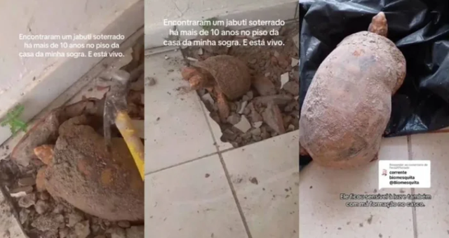 Đập sàn nhà để sửa chữa, gia đình bất ngờ phát hiện thứ vẫn “sống” dưới đó suốt 10 năm - Ảnh 1.