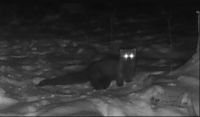 Lần theo đoạn video chỉ vài giây, chuyên gia hân hoan tìm thấy loài vật từng "tuyệt chủng" hơn 100 năm - Ảnh 2.