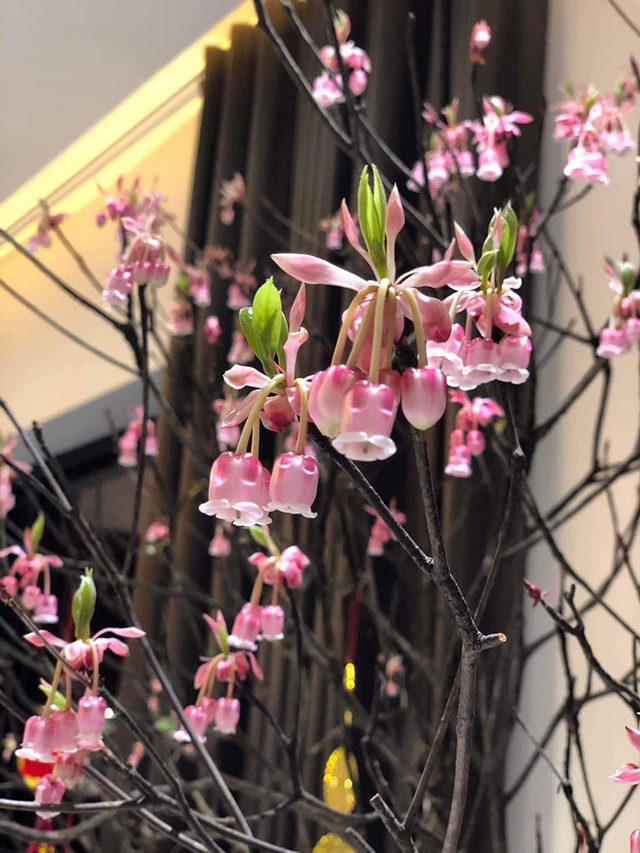 Kh&ocirc;ng phải lan, đ&acirc;y mới l&agrave; loại hoa được giới nh&agrave; gi&agrave;u chuộng mua chơi Tết: Gi&aacute; v&agrave;i triệu t&iacute;nh theo c&agrave;nh - Ảnh 1.