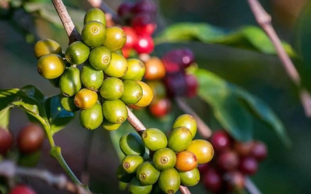 Việt Nam - nh&agrave; sản xuất c&agrave; ph&ecirc; Robusta lớn nhất thế giới - nhận tin vui - Ảnh 1.