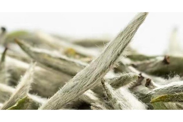 Loại tr&agrave; gần 700 triệu đồng/kg ở Việt Nam: Sống ở độ cao tr&ecirc;n 1.500 m, c&oacute; tới 3 l&yacute; do khiến gi&aacute; đắt đỏ - Ảnh 1.