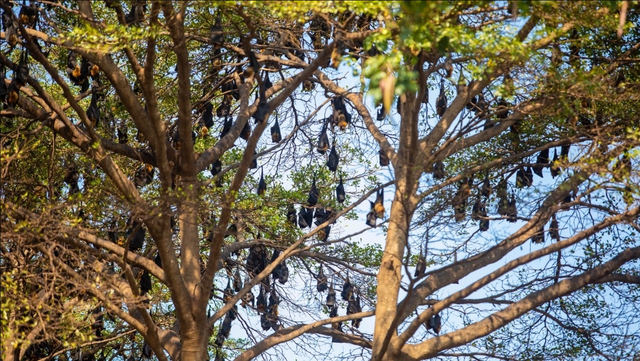 Hàng nghìn sinh vật đu kín ngọn cây ở khu dân cư suốt ngày đêm, người dân thấp thỏm vì 1 nguy cơ tiềm ẩn - Ảnh 2.