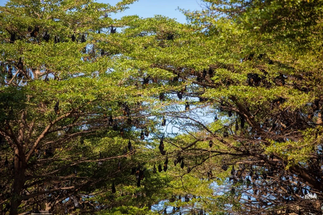 Hàng nghìn sinh vật đu kín ngọn cây ở khu dân cư suốt ngày đêm, người dân thấp thỏm vì 1 nguy cơ tiềm ẩn - Ảnh 1.