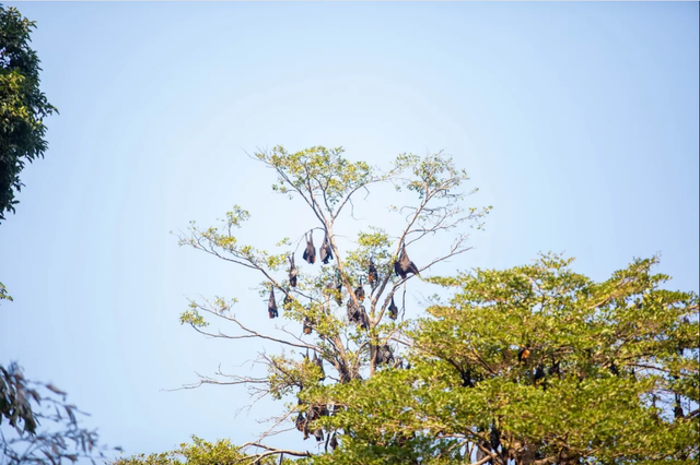 Hàng nghìn sinh vật đu kín ngọn cây ở khu dân cư suốt ngày đêm, người dân thấp thỏm vì 1 nguy cơ tiềm ẩn - Ảnh 3.