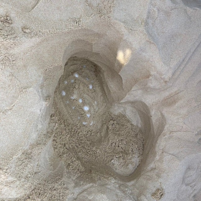 Cả bãi biển sững lại khi sinh vật đẻ một lèo 125 quả trứng, du khách vây quanh xem không rời mắt - Ảnh 2.