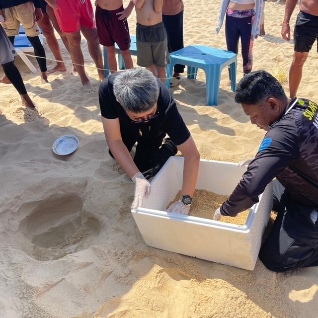 Cả bãi biển sững lại khi sinh vật đẻ một lèo 125 quả trứng, du khách vây quanh xem không rời mắt - Ảnh 3.