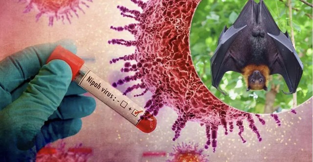 Cảnh báo: Tìm thấy loài dơi mang virus Nipah nhiều nhất ở nơi này – Có người chủ quan thường tới, ngủ lại - Ảnh 1.