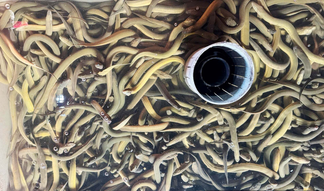 - Ảnh 1. - Ảnh 1.