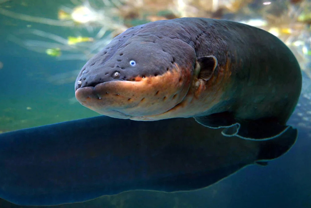 Pin hydrogel lấy cảm hứng từ lươn điện mang lại công suất kỷ lục - Ảnh 2.