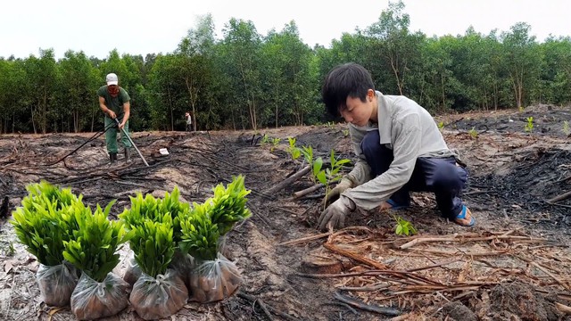 Ba loại cây tạo ra "vàng ròng" nên trồng năm 2026 - Ảnh 1.