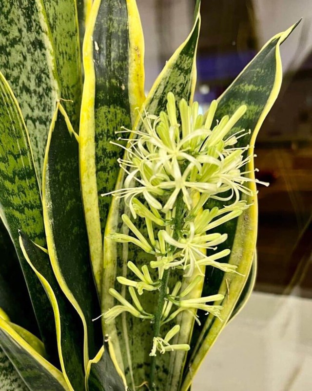 4 loại c&acirc;y cảnh nở hoa sẽ mang điềm l&agrave;nh cho gia chủ - Ảnh 2.