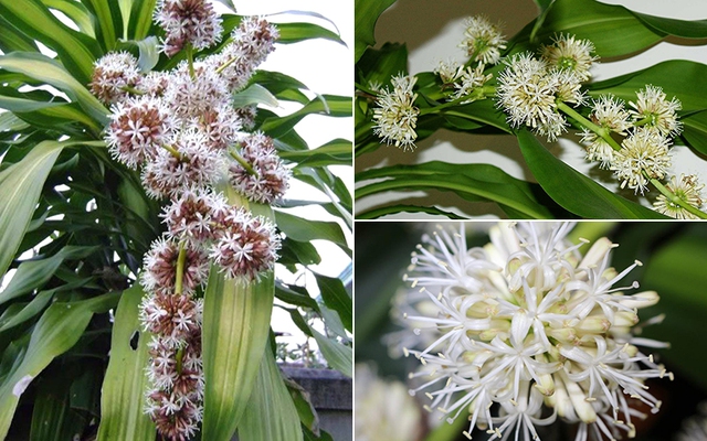 4 loại c&acirc;y cảnh nở hoa sẽ mang điềm l&agrave;nh cho gia chủ - Ảnh 1.