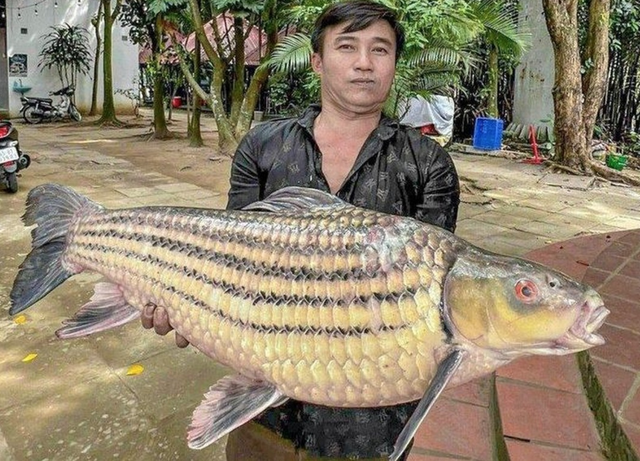 - Ảnh 1. - Ảnh 1.