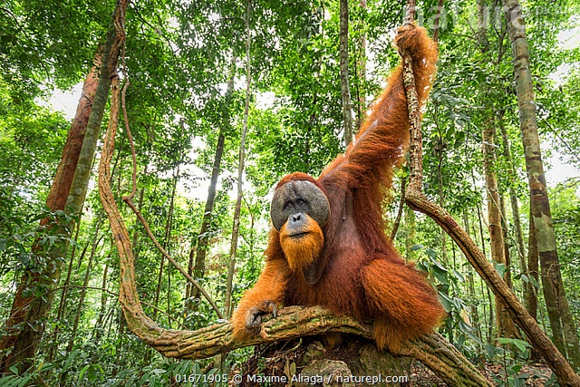 "Người rừng": Loài vật sở hữu IQ sánh ngang trí tuệ nhân loại, hiện chỉ còn vài nghìn cá thể - Ảnh 4.