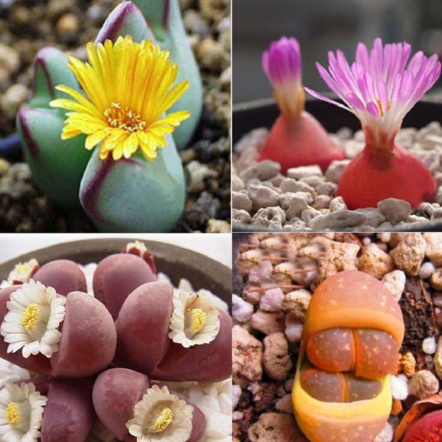 4 cây cảnh hiếm khi ra hoa, cả đời người có khi chỉ được chứng kiến 1 lần, là điềm báo đại cát, đại lợi - Ảnh 1.