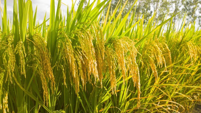 Một giống l&uacute;a Việt "cấy một vụ, ăn cả năm", năng suất "khủng"  - Ảnh 1.