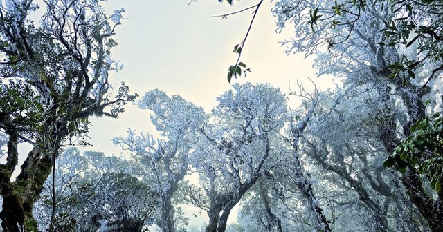 Phát hiện đỉnh núi cao 2.860 m ở Việt Nam, từng lạnh -5°C, mùa đông băng phủ trắng đẹp như trời Âu - Ảnh 6.