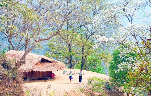 Phát hiện bản làng giữa hơn 1.200 cây cổ thụ ở Việt Nam, đến mùa hoa cả sườn núi phủ trắng như tuyết - Ảnh 6.