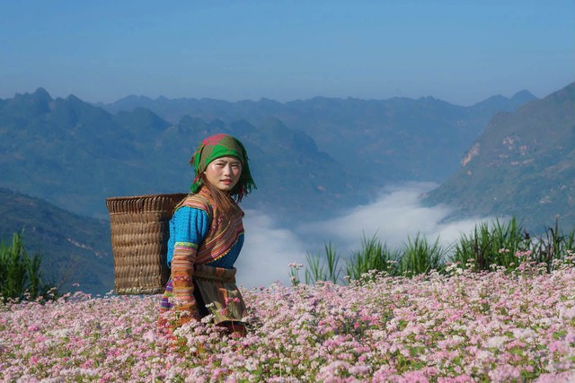 Làng du lịch tốt nhất thế giới cấm xe chở khách vào thôn: Du khách ngắm hoa tam giác mạch thế nào? - Ảnh 4.