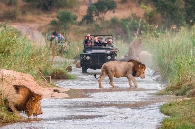 Safari Ba V&igrave;  "Đ&ocirc;ng Phi thu nhỏ" 10.000 tỷ của Việt Nam, rộng ngang 814 s&acirc;n b&oacute;ng: Đ&uacute;ng 10/10 xuất hiện cột mốc lớn? - Ảnh 1.