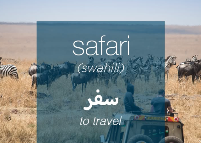 Safari Ba V&igrave;  "Đ&ocirc;ng Phi thu nhỏ" 10.000 tỷ của Việt Nam, rộng ngang 814 s&acirc;n b&oacute;ng: Đ&uacute;ng 10/10 xuất hiện cột mốc lớn? - Ảnh 5.