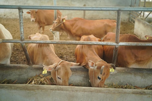 B&ograve; H&rsquo;M&ocirc;ng đối đầu &ldquo;truyền thuyết&rdquo; b&ograve; Wagyu, tr&acirc;u đ&ocirc;ng lạnh Ấn Độ xoa dịu hầu bao kh&aacute;ch h&agrave;ng trong nướ  - Ảnh 1.