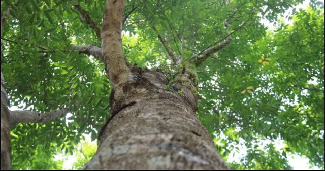 Loại gỗ quý từng được ví "đắt hơn vàng": Số cá thể ngoài tự nhiên ở Việt Nam chỉ còn 8 - Ảnh 2.