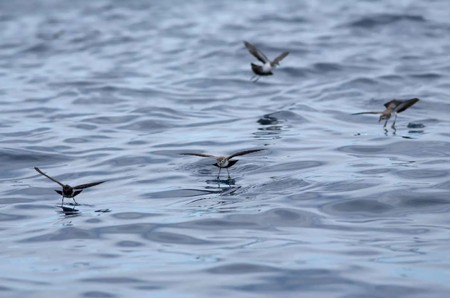 Sau hơn 100 năm bị coi là tuyệt chủng, loài vật này bất ngờ lộ diện qua một quả trứng nhỏ - Ảnh 3.