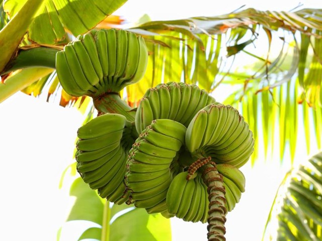 Nải chuối h&igrave;nh b&agrave;n tay Phật tr&ocirc;ng thế n&agrave;o? Gi&aacute; đắt nhất từ trước đến nay - Ảnh 1.