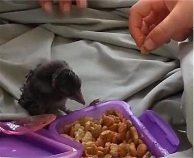 Được cứu sống l&uacute;c hấp hối, ch&uacute; chim nhỏ "trả ơn" người phụ nữ mắc ung thư theo c&aacute;ch b&aacute;c sĩ cũng ngỡ ng&agrave;ng - Ảnh 1.