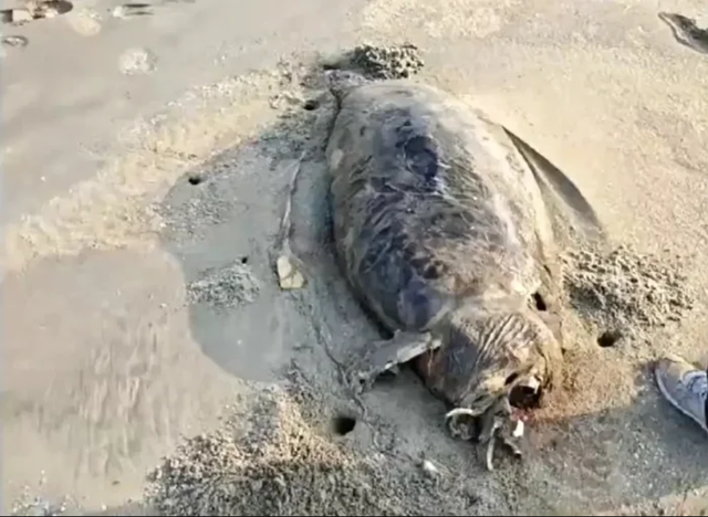 Ph&aacute;t hiện "n&agrave;ng ti&ecirc;n c&aacute;" dạt v&agrave;o b&atilde;i biển, chuy&ecirc;n gia x&aacute;c nhận: Đ&acirc;y l&agrave; lo&agrave;i từng bị tuy&ecirc;n bố tuyệt chủng - Ảnh 1.