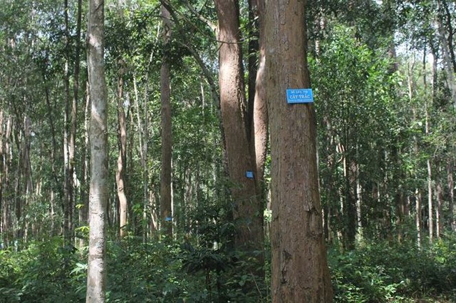 Loại gỗ quý "đắt như vàng" ở Việt Nam: Cần trăm năm để lớn nhưng có thể biến mất chỉ sau một đêm - Ảnh 1.