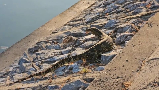 Gần 300 "quái thú" cỡ lớn tràn ra khu chợ đông đúc, người dân thấp thỏm vì chúng ngày càng dạn - Ảnh 1.