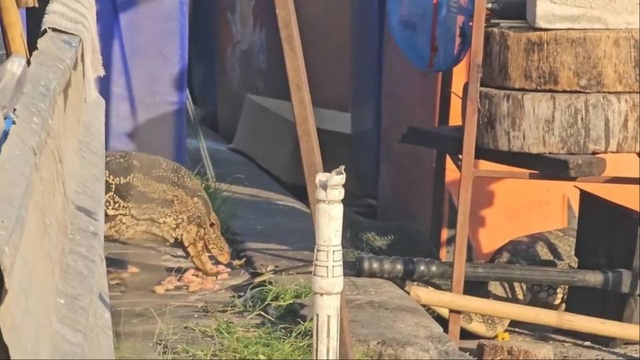 Gần 300 "quái thú" cỡ lớn tràn ra khu chợ đông đúc, người dân thấp thỏm vì chúng ngày càng dạn - Ảnh 2.