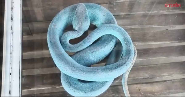 Người phụ nữ bắt rắn xanh lam "cực hiếm", chuyện lạ diễn ra ngay sau đ&oacute; khiến d&acirc;n l&agrave;ng k&eacute;o đến k&iacute;n s&acirc;n - Ảnh 2.