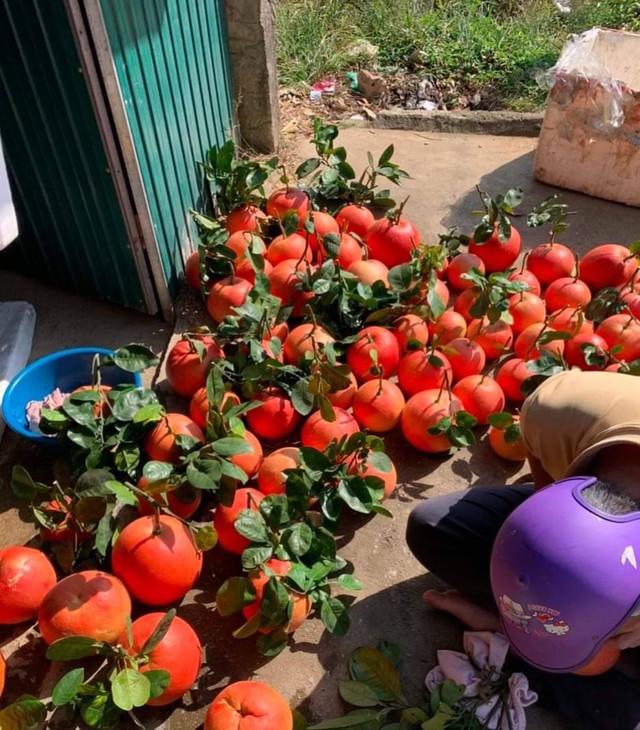 Cảnh b&aacute;o đặc biệt tới c&aacute;c gia đ&igrave;nh đang b&agrave;y bưởi ng&agrave;y Tết - Ảnh 2.