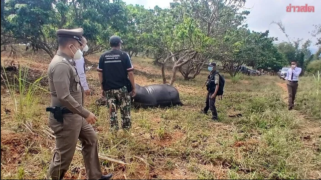 Ghé vườn nhãn, người phụ nữ sững sờ thấy sinh vật khổng lồ nằm bất động, hiện trường lập tức bị phong tỏa - Ảnh 1.