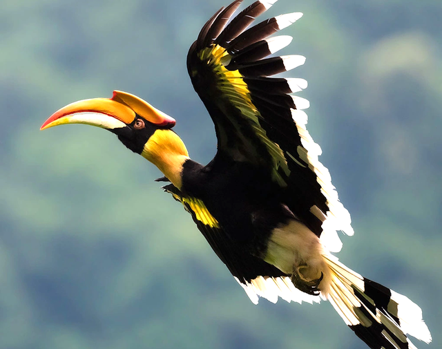 Phượng ho&agrave;ng xuất hiện giữa trời Việt Nam: Nhiều người trầm trồ kh&ocirc;ng tin v&agrave;o mắt m&igrave;nh - Ảnh 2.