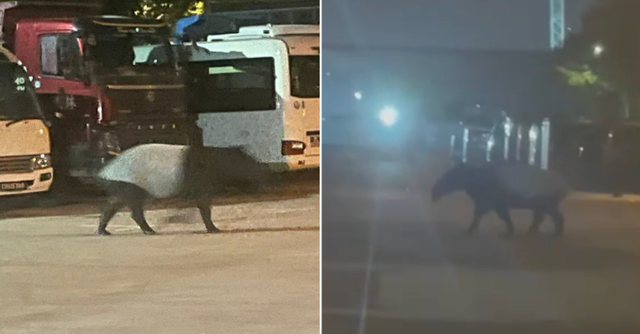 Bắt gặp "quái thú" lững thững giữa bãi xe lúc nửa đêm, chuyên gia nói: Loài duy nhất sống tại châu Á - Ảnh 2.