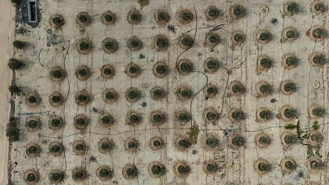 Iraq đang huấn luyện "vàng sa mạc" thành loại siêu chịu đựng - Ảnh 1.