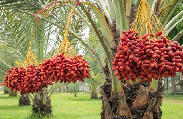 Iraq đang huấn luyện "vàng sa mạc" thành loại siêu chịu đựng - Ảnh 2.