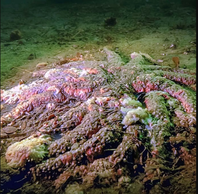 5 tỷ sao biển bỗng dưng chết hàng loạt: Điều gì đang xảy ra dưới đáy biển Bắc Mỹ? - Ảnh 1.