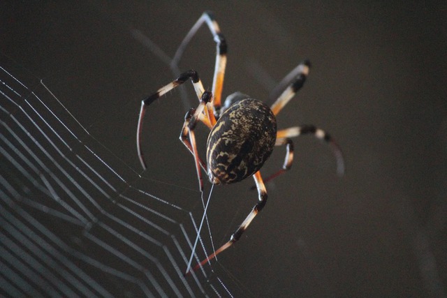 Khả năng "siêu phàm" của tơ nhện có thể dậy sóng ngành vật liệu máy bay nhẹ hơn và bền hơn - Ảnh 2.