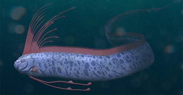 Sinh vật biển sâu dài 9m sống ở độ sâu 1.000m bất ngờ xuất hiện trên bãi biển, nhiều người lo lắng - Ảnh 2.