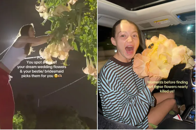 Cô dâu hí hửng tưởng gặp 'loài hoa trong mơ' cho đám cưới, mạng xã hội chỉ ra sự thật đáng sợ - Ảnh 2.