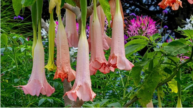 Cô dâu hí hửng tưởng gặp 'loài hoa trong mơ' cho đám cưới, mạng xã hội chỉ ra sự thật đáng sợ - Ảnh 1.